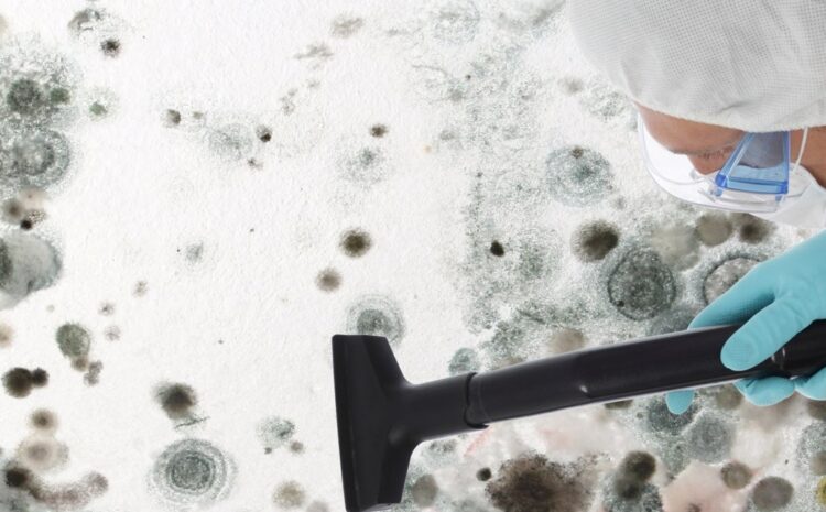  Eradication des moisissures – Conseils pour limiter la croissance et le nettoyage des moisissures de maison pour cet hiver